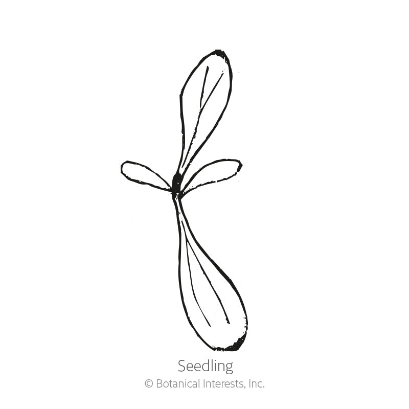 Black and white line drawing of a young seedling with a slender taproot and four narrow oblong leaves, labeled 