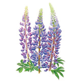 Botanical illustration of three sundial lupine flower spikes with tightly packed purple-blue pea-like blossoms fading to pale green buds at the tips, above palmate green leaves, on a white background.