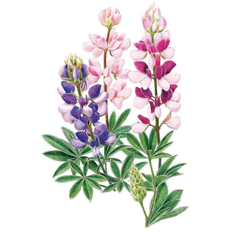 Botanical illustration of Pixie Delight lupine showing three upright flower spikes in purple-blue, pale pink, and magenta-and-pink bicolour blooms, with palmate green leaves and an unopened bud cluster below.