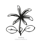 Black and white line drawing of a lupine seedling, showing a pair of oval cotyledon leaves below a young star-shaped cluster of true leaves, labeled 