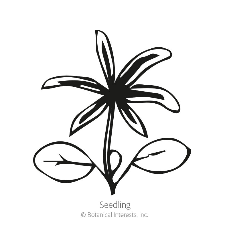 Black and white line drawing of a lupine seedling, showing a pair of oval cotyledon leaves below a young star-shaped cluster of true leaves, labeled 