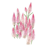 Illustration of Flamingo celosia showing tall, fuzzy, cone-shaped plume flowers in shades of pink fading to cream, clustered on slender green stems against a plain white background.