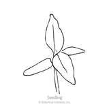 Line drawing of a young seedling with three narrow lower leaves and one larger upright leaf on a thin stem, labeled 