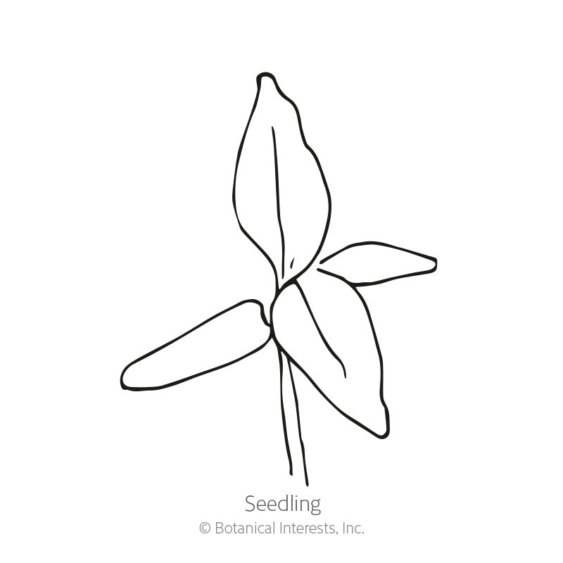 Line drawing of a young seedling with three narrow lower leaves and one larger upright leaf on a thin stem, labeled 