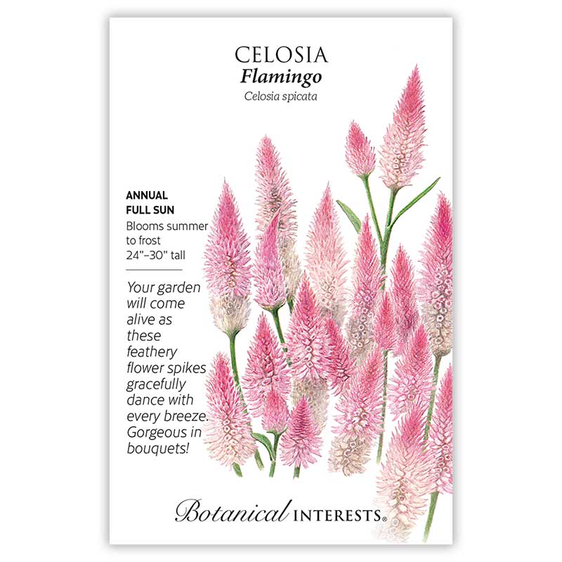 Seed packet for Flamingo Celosia featuring an illustration of tall, feathery pink-and-cream flower spikes on green stems, with text noting it's an annual for full sun, blooming summer to frost, growing 24 to 30 inches tall.