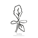 Black and white line drawing of a young seedling with two rounded oval cotyledons and a single serrated true leaf on a slender stem, labeled 