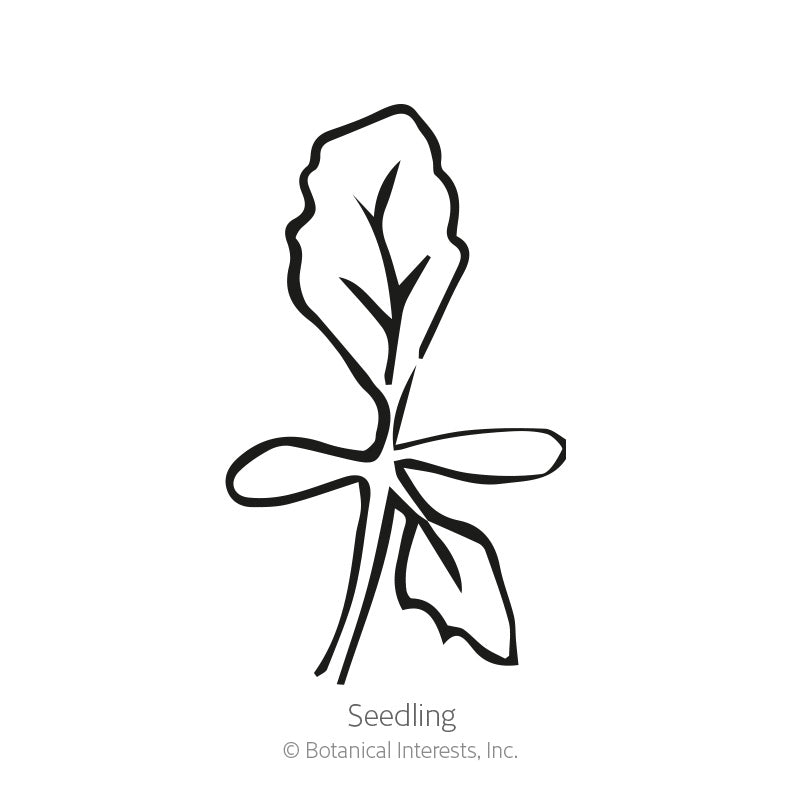 Black and white line drawing of a young seedling with two rounded oval cotyledons and a single serrated true leaf on a slender stem, labeled 