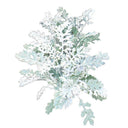 Illustration of Dusty Miller "Silverdust" showing deeply lobed, lacy foliage in silvery-white tones with hints of green beneath, isolated on a white background.