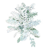 Illustration of Dusty Miller 