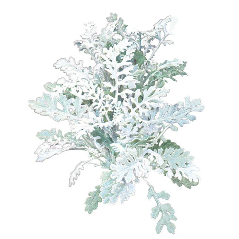 Illustration of Dusty Miller 