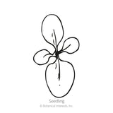 Line drawing of a young seedling with four rounded leaves branching from a central stem, labeled 