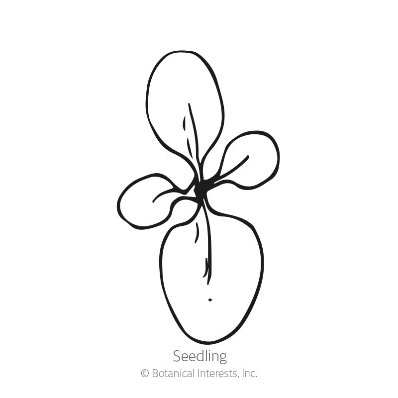 Line drawing of a young seedling with four rounded leaves branching from a central stem, labeled 