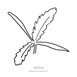 Line drawing of a young poppy seedling with two smooth, elongated cotyledon leaves and a set of deeply serrated, feathery true leaves branching from the center, labeled 