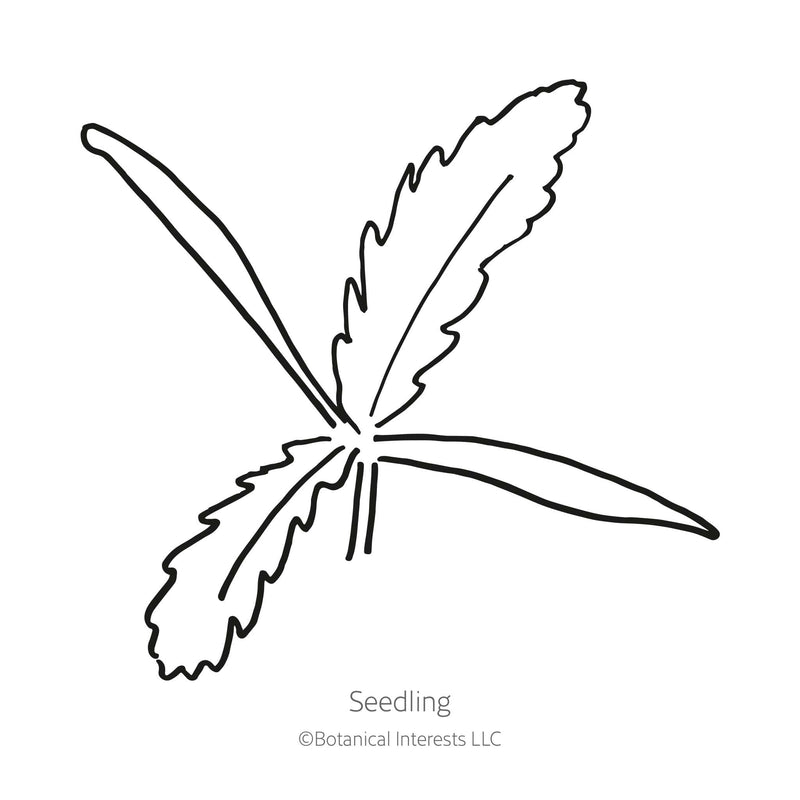 Line drawing of a young poppy seedling with two smooth, elongated cotyledon leaves and a set of deeply serrated, feathery true leaves branching from the center, labeled 