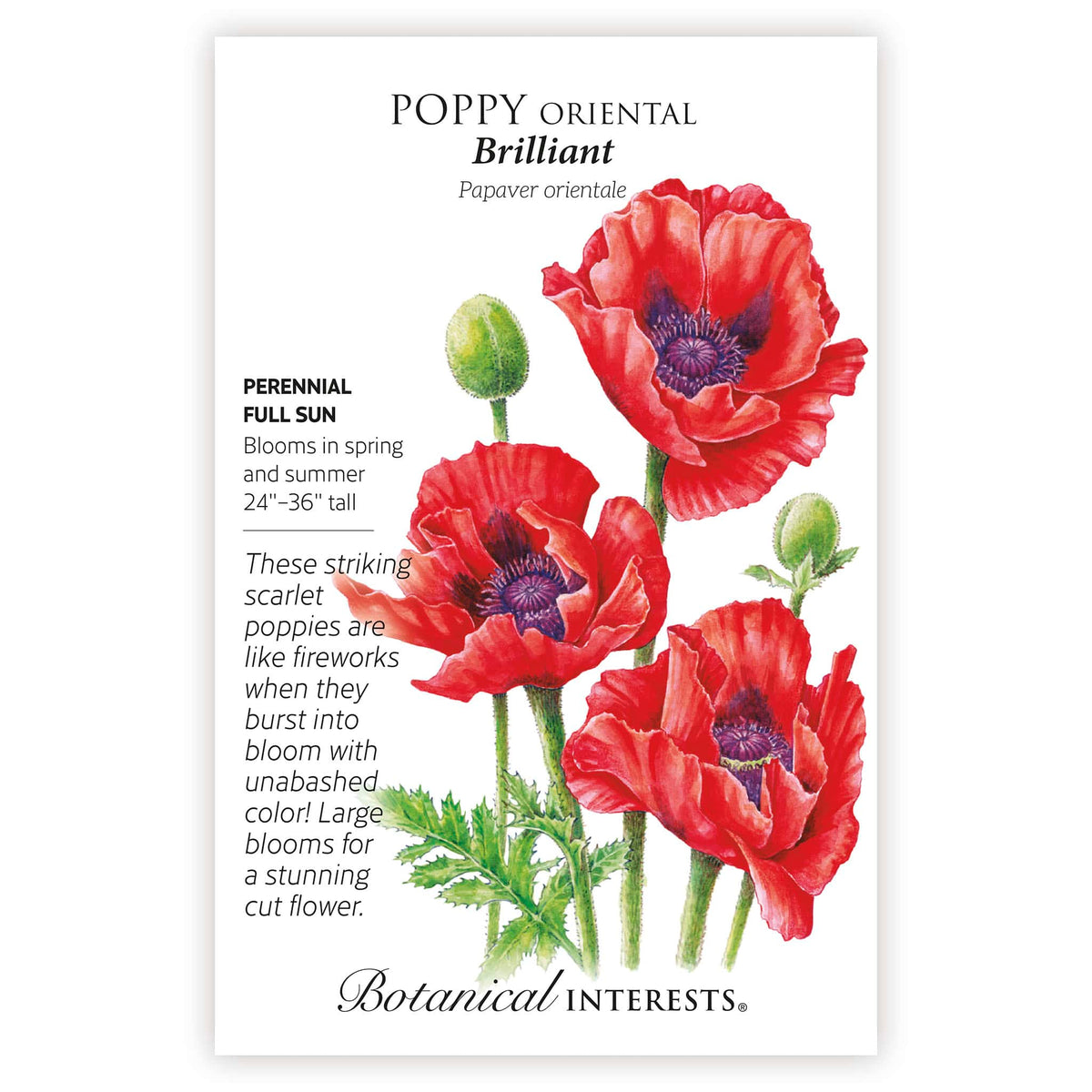 Botanical Interests seed packet for Brilliant Oriental Poppy, illustrated with scarlet, dark-centered blooms and buds on green stems, plus text noting it's a perennial for full sun, blooming spring and summer at 24-36 inches tall.