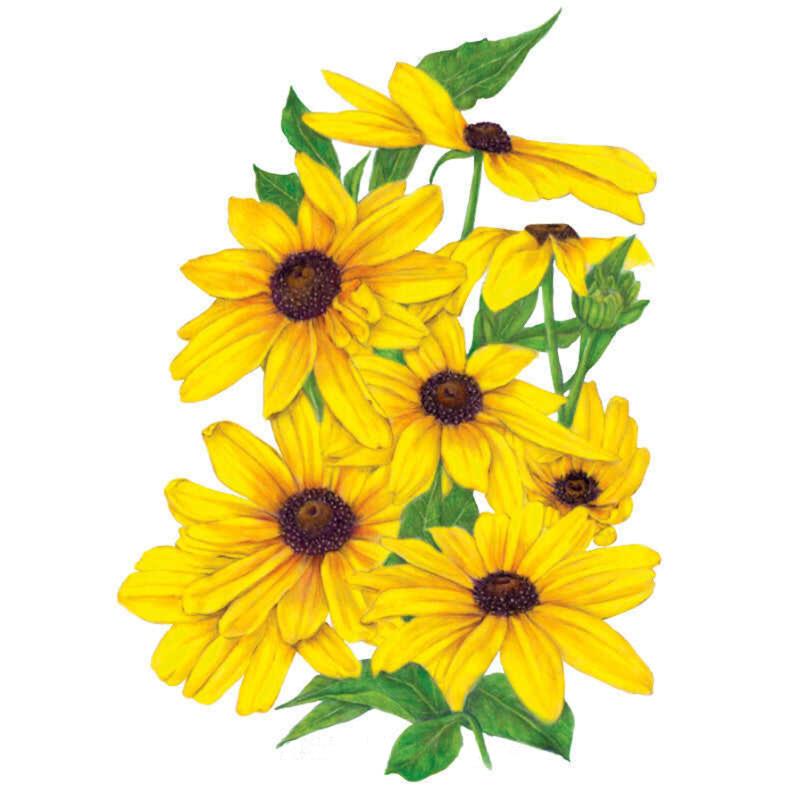 Botanical illustration of Black-Eyed Susan flowers with bright yellow petals surrounding dark brown centres, shown in a cluster with green leaves and buds on a white background.