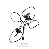 Simple black-and-white line drawing of a young seedling with two rounded seed leaves and a pair of smaller true leaves emerging on thin stems, labeled 