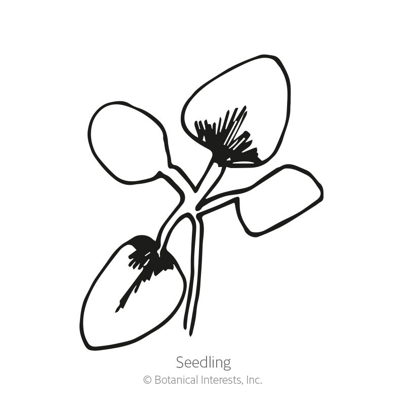 Simple black-and-white line drawing of a young seedling with two rounded seed leaves and a pair of smaller true leaves emerging on thin stems, labeled 