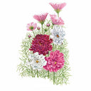 Botanical illustration of Double Click Blend cosmos, showing feathery green foliage topped with fully double, ruffled blooms in crimson, deep pink, and white alongside a few single pale pink flowers with yellow centres.