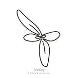 Simple black-and-white line drawing of a young seedling with three rounded leaves radiating from a central point, labelled 