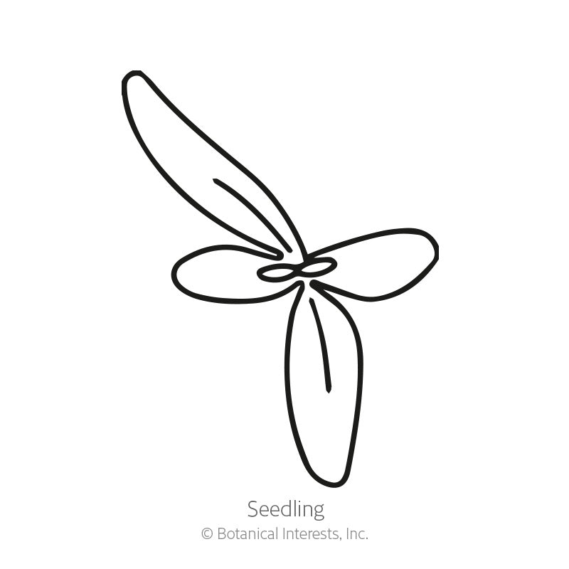Simple black-and-white line drawing of a young seedling with three rounded leaves radiating from a central point, labelled 