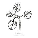 Black and white line drawing of a young seedling with two rounded lower cotyledon leaves and two pairs of true leaves branching from a central stem, labelled 