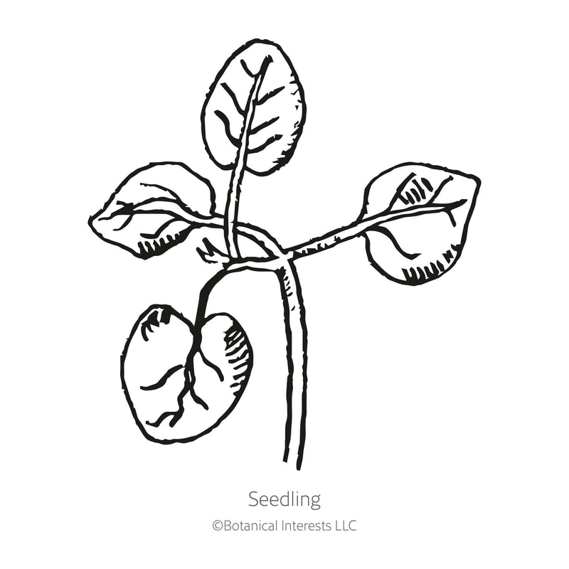 Black and white line drawing of a young seedling with two rounded lower cotyledon leaves and two pairs of true leaves branching from a central stem, labelled 
