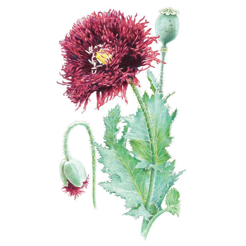 Botanical illustration of a Black Swan poppy showing a deep maroon, fringed double bloom with a yellow centre, a bent unopened bud, a mature seed pod, and toothed grey-green leaves on hairy stems.