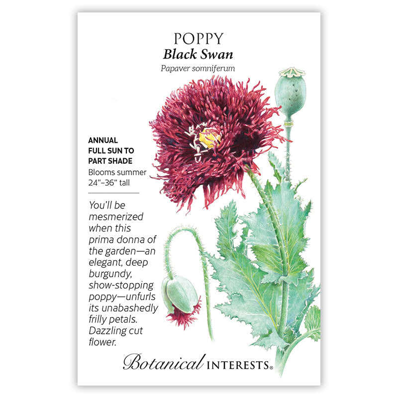 Seed packet for Black Swan Poppy featuring a botanical illustration of a fully double, deep burgundy fringed-petal flower with a seed pod and drooping bud on serrated green foliage, alongside text noting it's an annual for full sun to part shade, blooming summer at 24-36 inches tall.