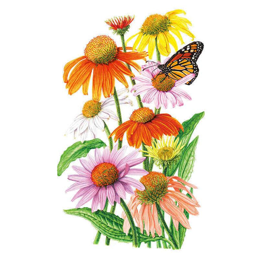 Botanical illustration of Paradiso Dwarf echinacea, showing an array of coneflowers in orange, yellow, white, pink and peach with prominent spiky central cones, one blossom visited by a monarch butterfly, against a plain white background.