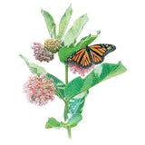 Botanical illustration of a common milkweed branch with a monarch butterfly perched on pink flower clusters alongside large green leaves, on a white background, for Common Milkweed/Butterfly Flower Seeds.