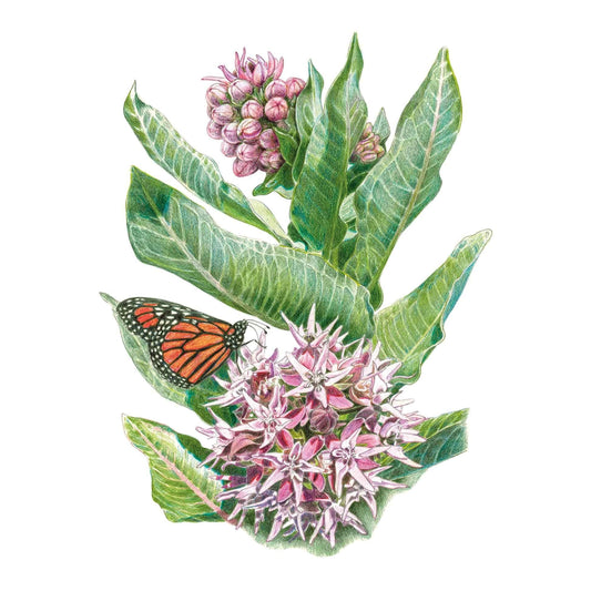 Botanical illustration of showy milkweed with broad veined green leaves, clustered star-shaped pink and white flowers, unopened rosy buds above, and a monarch butterfly perched on a lower leaf.