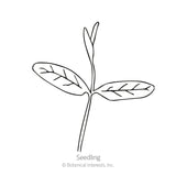 Line drawing of a seedling with a slender central shoot and two elongated, veined leaves branching from the stem, labeled 