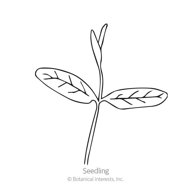 Line drawing of a seedling with a slender central shoot and two elongated, veined leaves branching from the stem, labeled 