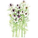 Illustration of African Bride Love-in-a-Mist showing tall slender stems with feathery, thread-like green foliage topped by white flowers with deep maroon-purple centres, alongside spiky seed pods, on a plain white background.