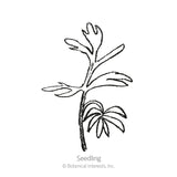 Black and white line drawing of a love-in-a-mist seedling, showing a slender stem with narrow, feathery lower leaves and lobed upper leaflets, labelled 