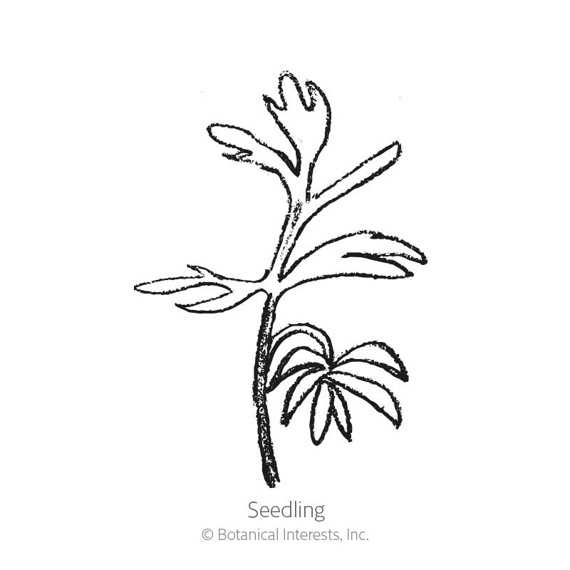 Black and white line drawing of a love-in-a-mist seedling, showing a slender stem with narrow, feathery lower leaves and lobed upper leaflets, labelled 
