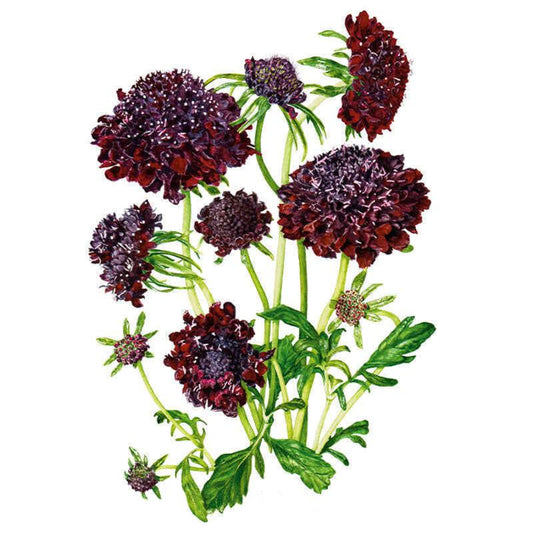 Botanical illustration of Black Knight scabiosa showing deep maroon-black pincushion blooms in various stages, from tight budding heads to fully opened, textured flowers, on branching green stems with lobed leaves.