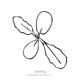 Simple black-and-white line illustration of a scabiosa seedling, showing two rounded smooth cotyledon leaves and two narrower toothed true leaves branching from a central stem, labelled 