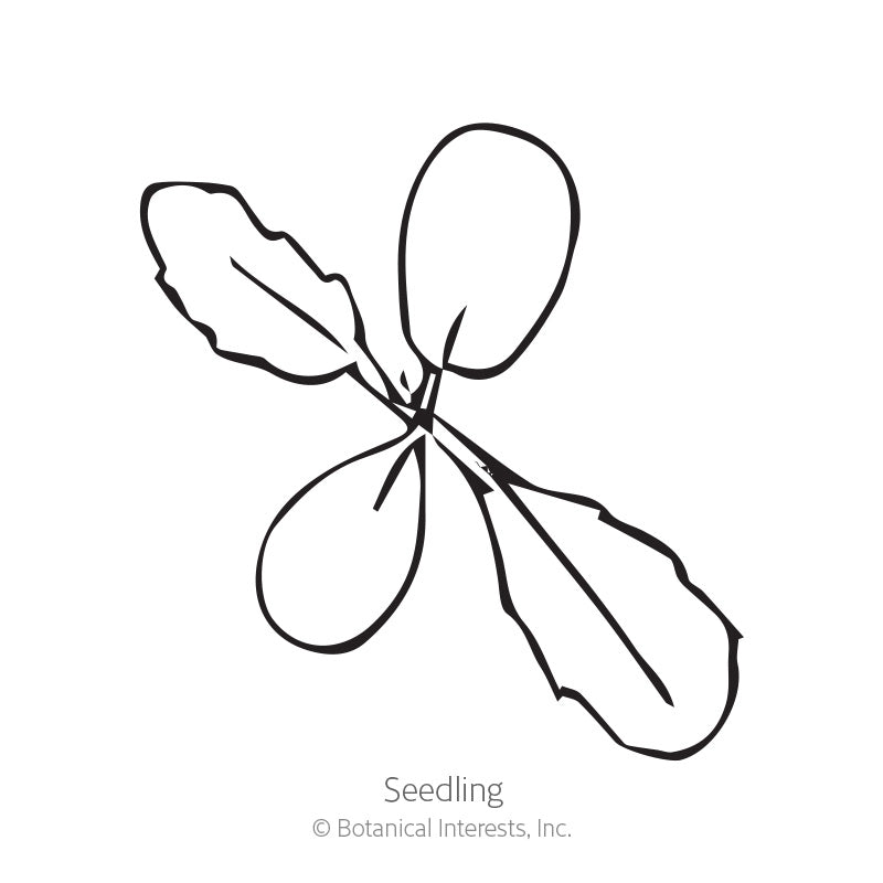 Simple black-and-white line illustration of a scabiosa seedling, showing two rounded smooth cotyledon leaves and two narrower toothed true leaves branching from a central stem, labelled 