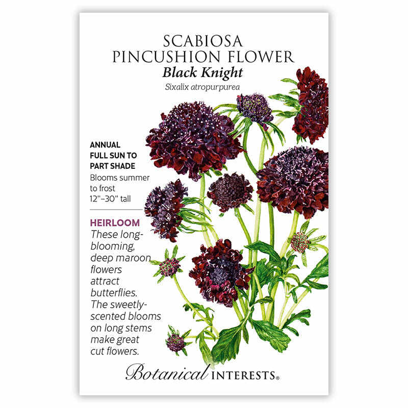 Botanical Interests seed packet for Black Knight Scabiosa Pincushion Flower, illustrated with deep maroon, pincushion-shaped blooms on tall green stems, alongside text noting it's a full sun to part shade annual heirloom, 12–30 inches tall, blooming summer to frost with fragrant, butterfly-attracting flowers good for cutting.