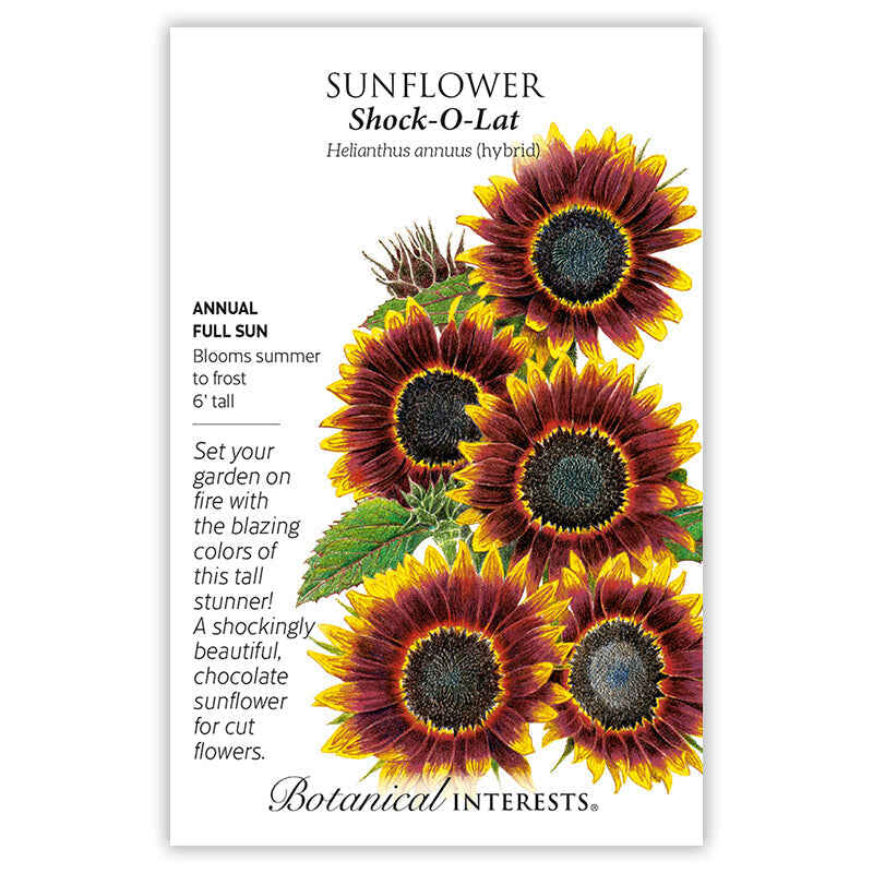 Seed packet for Shock-O-Lat Sunflower featuring an illustration of five large blooms with deep chocolate-red petals edged in yellow and dark centers, plus text noting it's a full-sun annual growing 6 feet tall, blooming summer to frost, ideal for cut flowers.