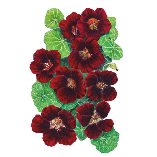 Illustration of Black Velvet nasturtium showing deep maroon-red, near-black five-petaled blooms with pale yellow throat markings, clustered among round scalloped green leaves against a white background.