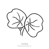 Line drawing of a nasturtium seedling with two round, radially-veined leaves on slender stems, labeled 