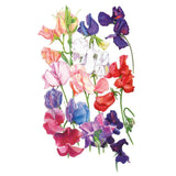 Botanical illustration of Elegance Blend sweet pea flowers, showing ruffled blooms in a mix of colours including deep purple, red, pink, blue, white and burgundy on slender green stems against a white background.
