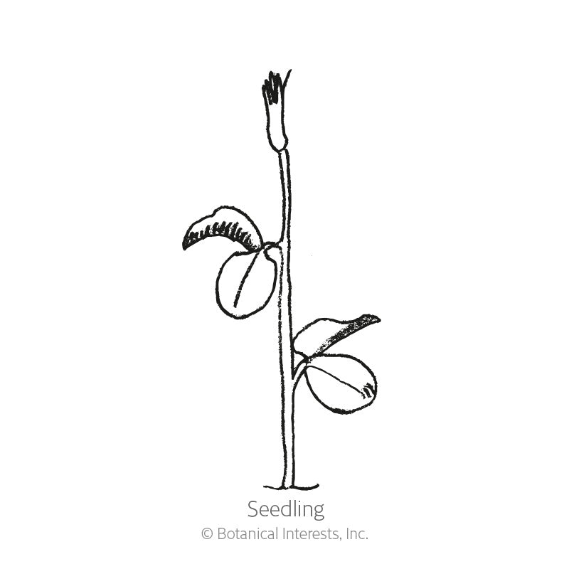 Line drawing of a young sweet pea seedling, labeled "Seedling," showing a single upright stem with two rounded leaves and an emerging tendril at the top.