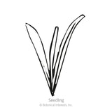 Black and white line illustration of a young Craspedia seedling with three narrow, grass-like blades emerging from a central point, labeled 