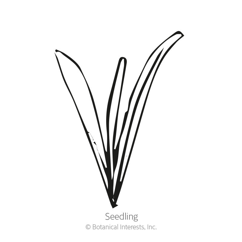 Black and white line illustration of a young Craspedia seedling with three narrow, grass-like blades emerging from a central point, labeled 
