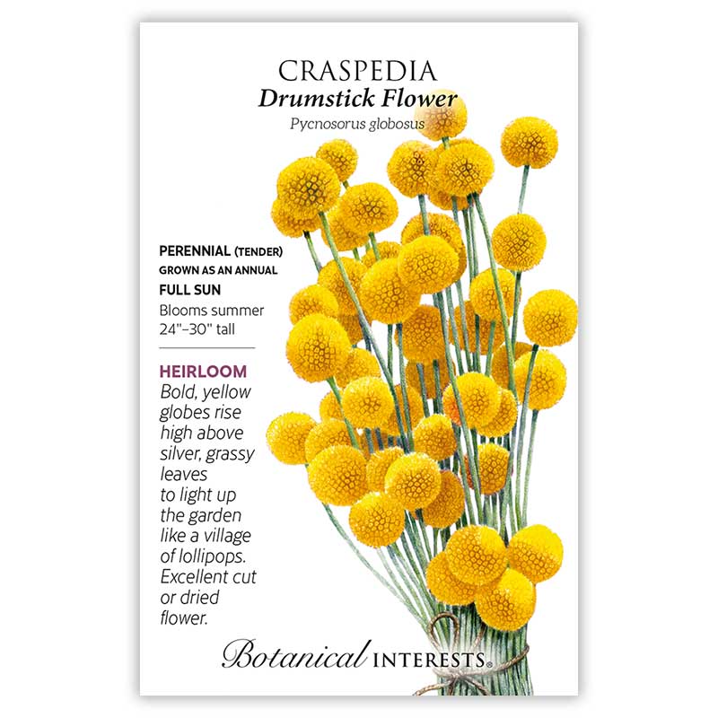 Seed packet for Craspedia Drumstick Flower featuring an illustrated bundle of long stems topped with round, yellow ball-shaped blooms, with printed text noting it's a heirloom perennial grown as an annual, full sun, blooming summer at 24"–30" tall.