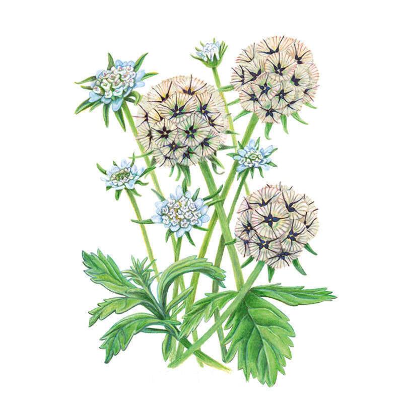 Botanical illustration of Starflower Scabiosa showing both pale blue pincushion-shaped blooms and larger star-like seed heads with dark spiky centres, set on tall green stems above lobed, toothed leaves against a white background.